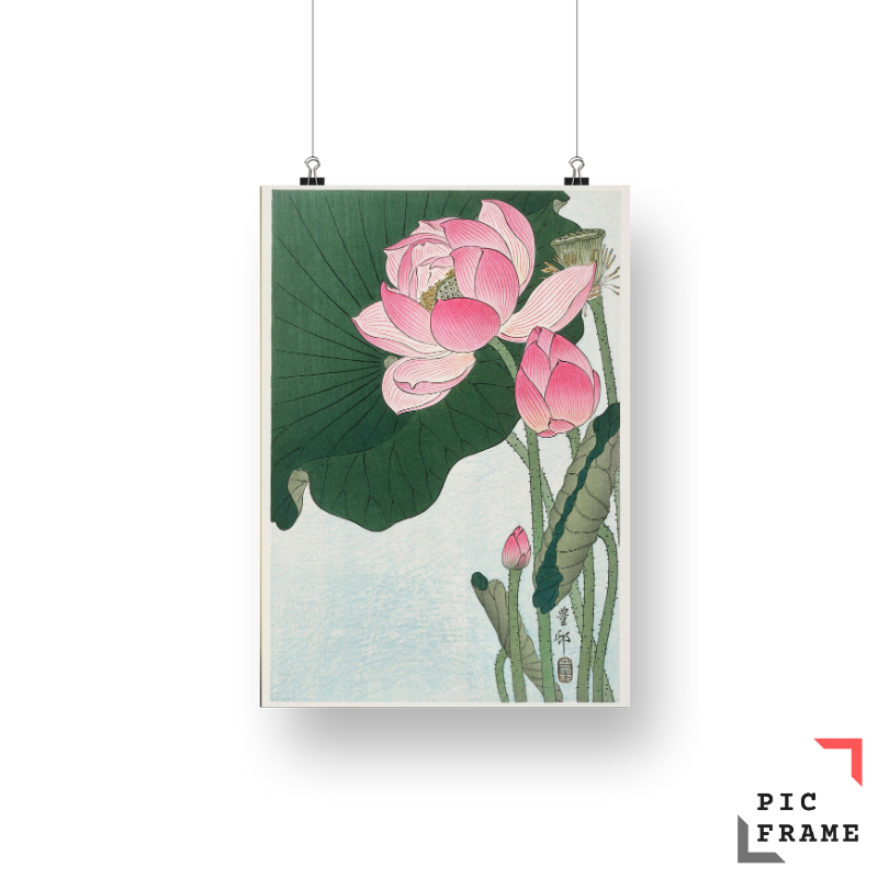 Blooming Lotus Flowers