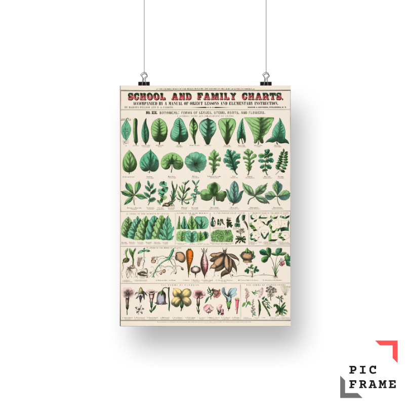 Vintage botanical art print