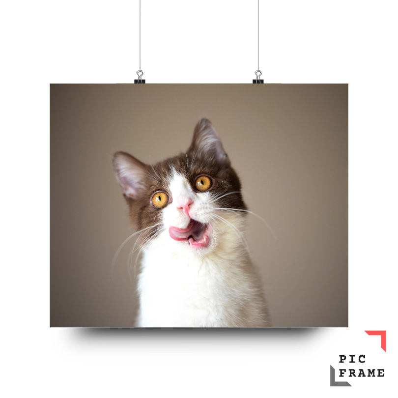 Cats104