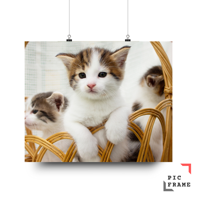Cats111