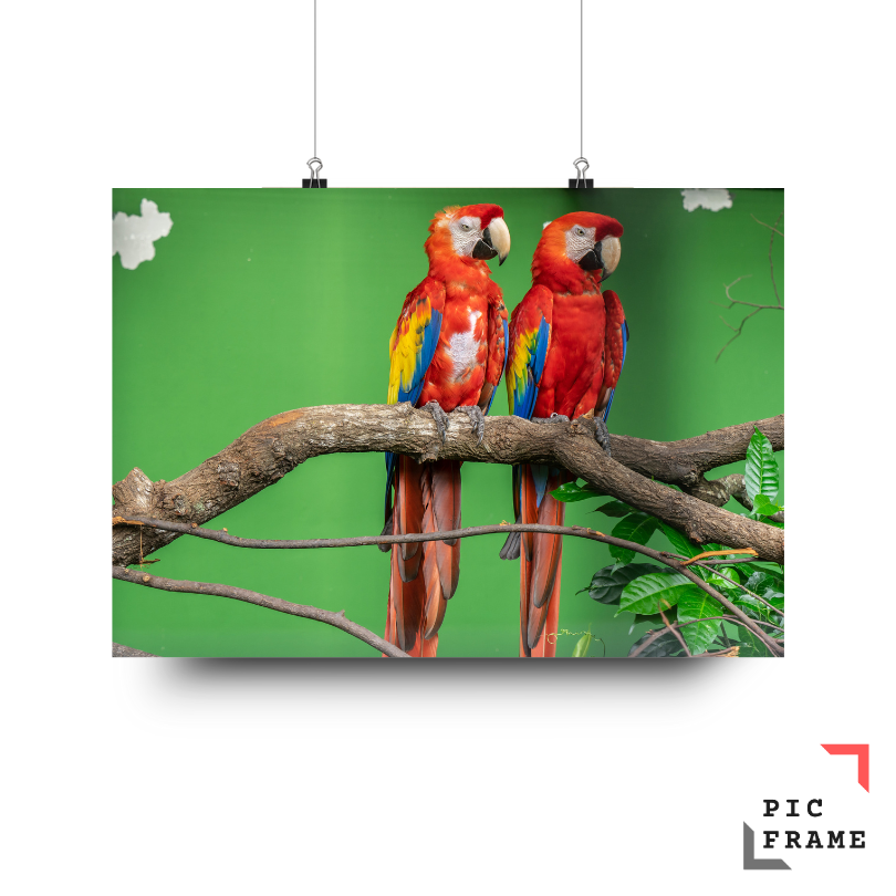 Birds 6