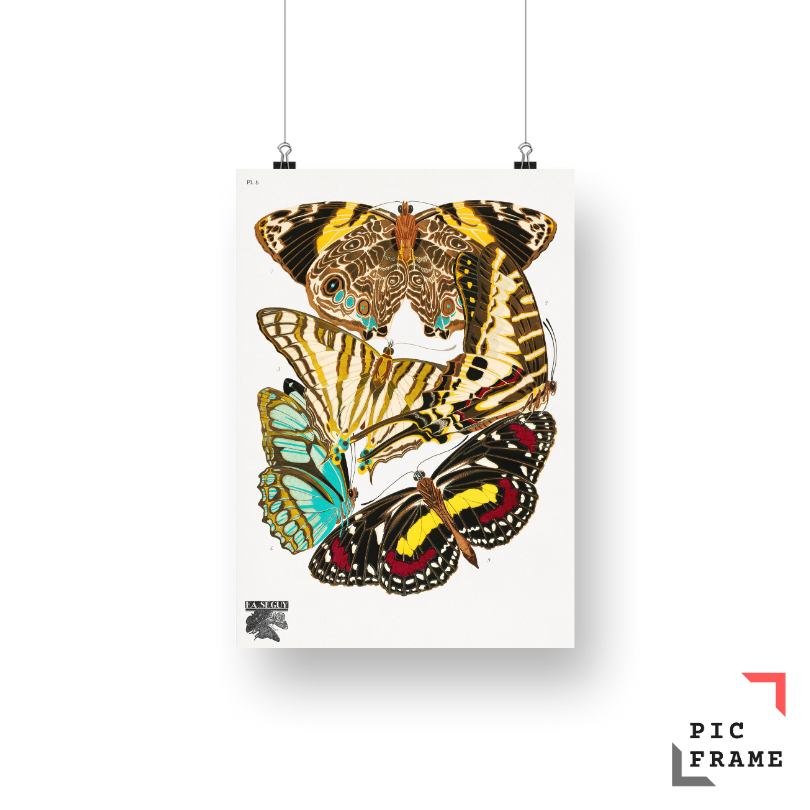 E.A. Séguy_s vintage butterflies (1925) 11