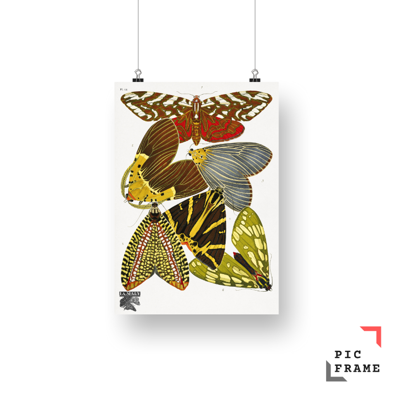 E.A. Séguy_s vintage butterflies (1925) 9