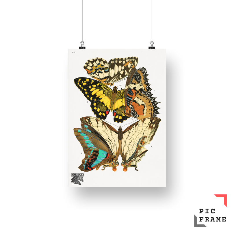 E.A. Séguy_s vintage butterflies (1925) 10