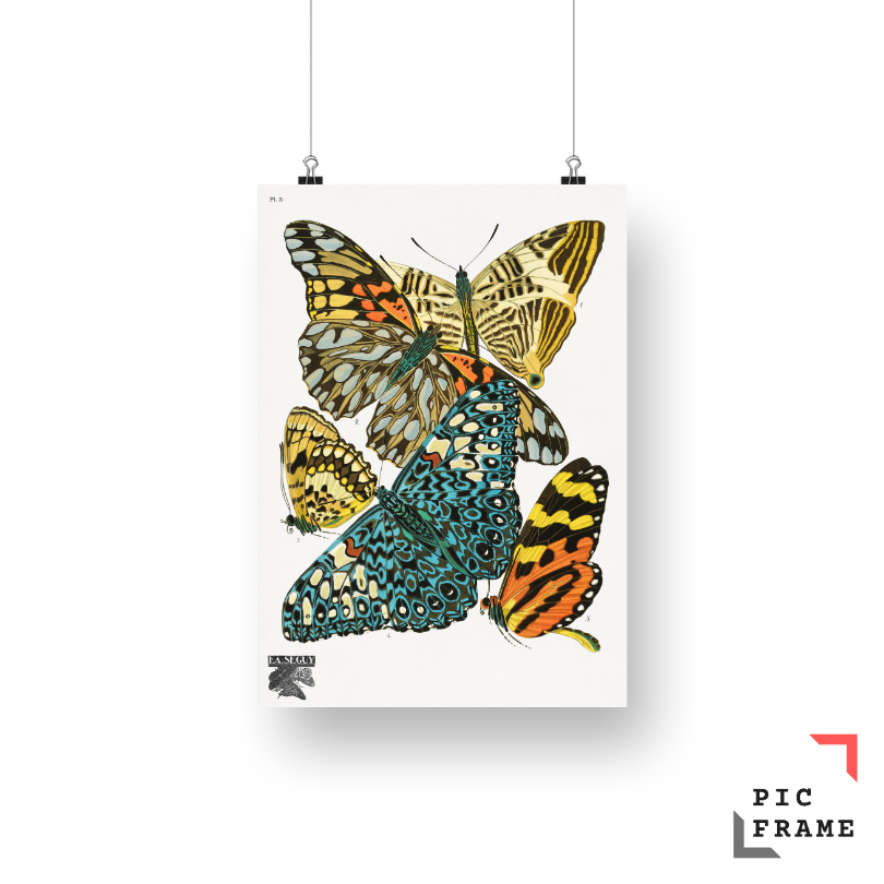 E.A. Séguy_s vintage butterflies (1925) 8