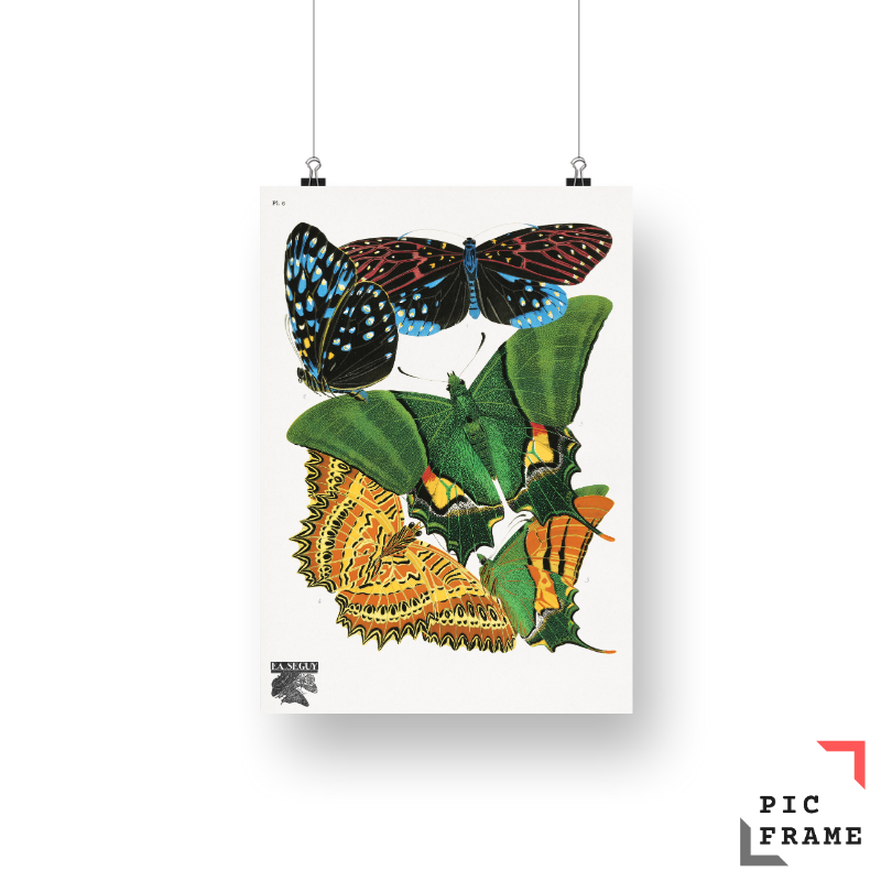 E.A. Séguy_s vintage butterflies (1925) 7