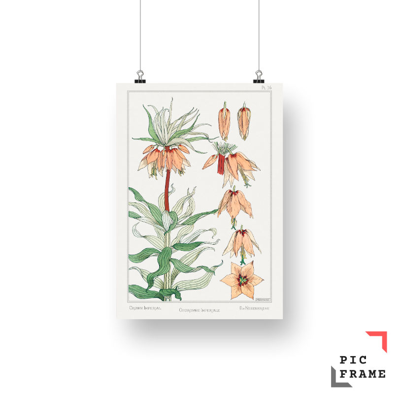 Couronne Impériale (crown imperial) from La Plante et ses Applications ornementales (1896) illustrated by Maurice Pillard Verneuil 3