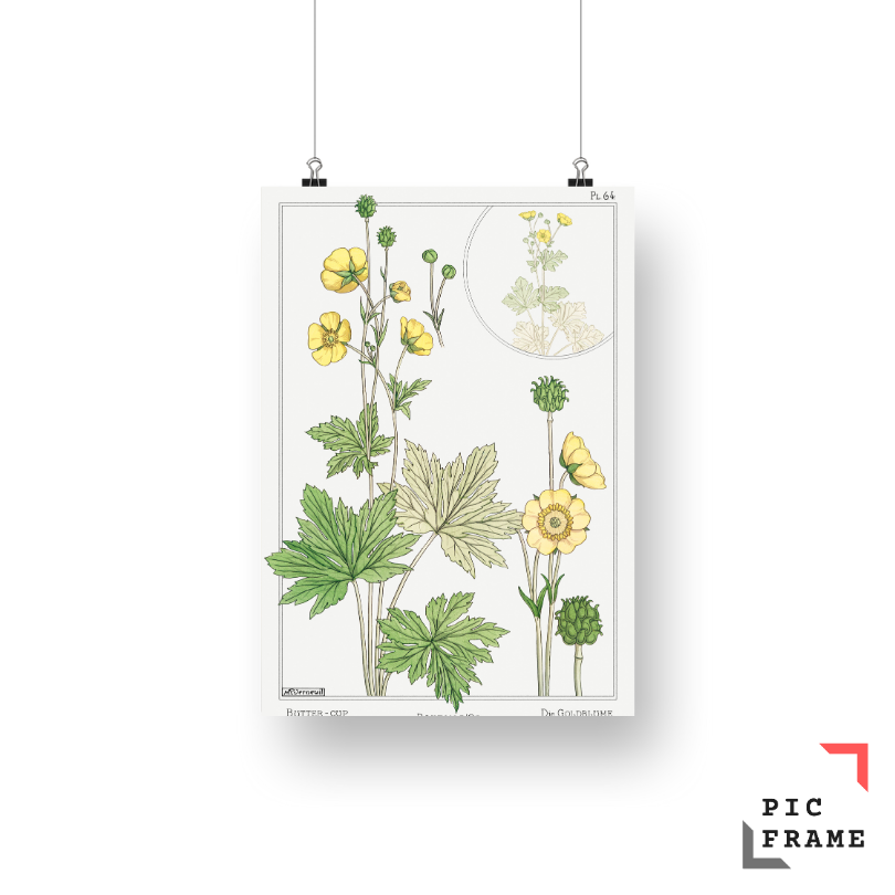 Buton d_or (buttercup) from La Plante et ses Applications ornementales (1896) illustrated by Maurice Pillard Verneuil 2