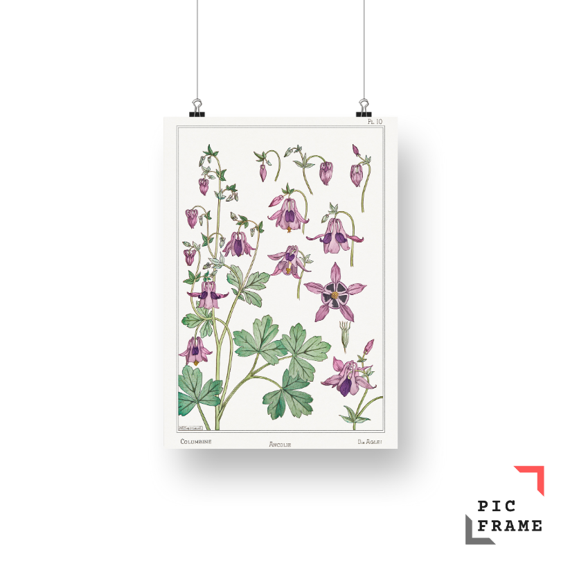 Ancolie (columbine) from La Plante et ses Applications ornementales (1896) illustrated by Maurice Pillard Verneuil