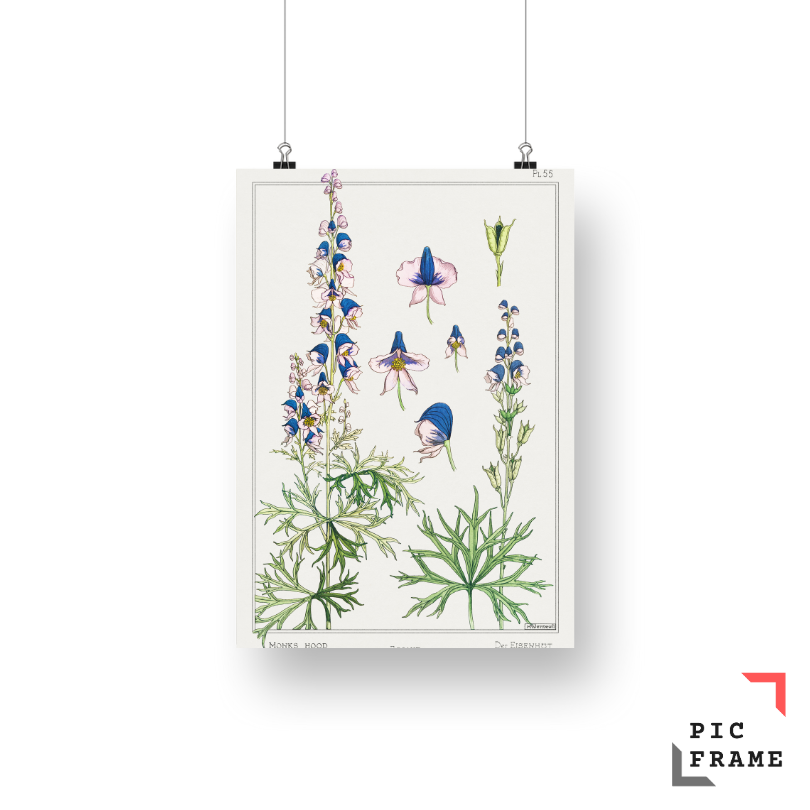 Aconite (monkshood) from La Plante et ses Applications ornementales (1896) illustrated by Maurice Pillard Verneuil 3