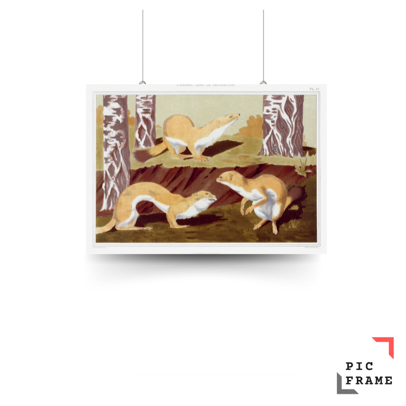 Hermines vulgaires from L_animal dans la décoration (1897) illustrated by Maurice Pillard Verneuil