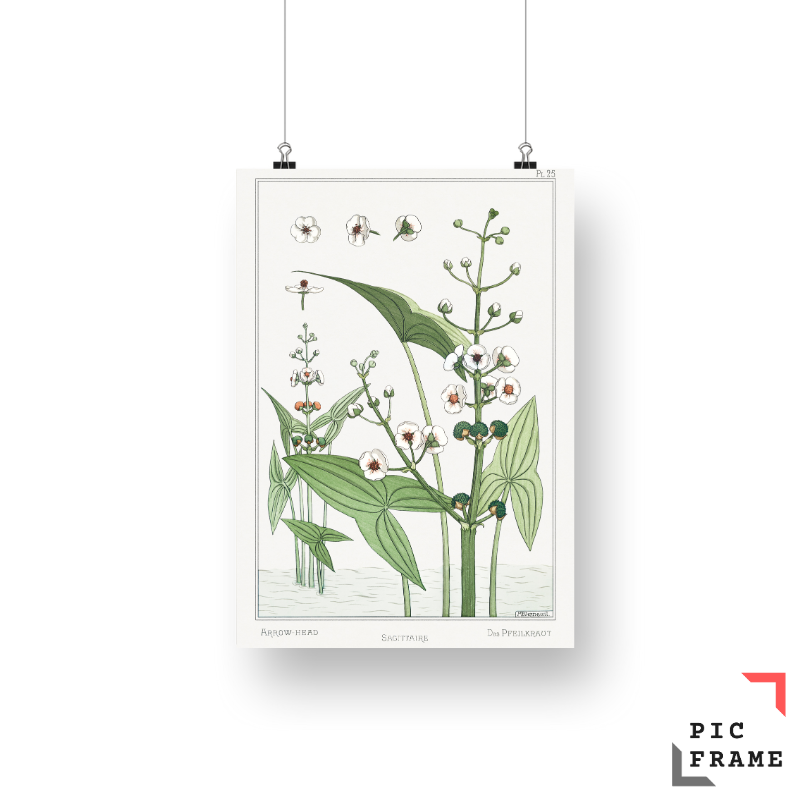 Sagittaire (arrowhead) from La Plante et ses Applications ornementales (1896) illustrated by Maurice Pillard Verneuil 3