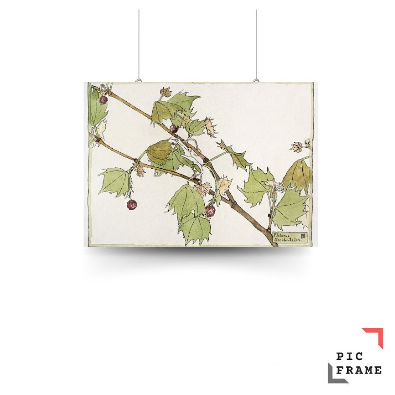 Sycamore (1915) by Hannah Borger Overbeck