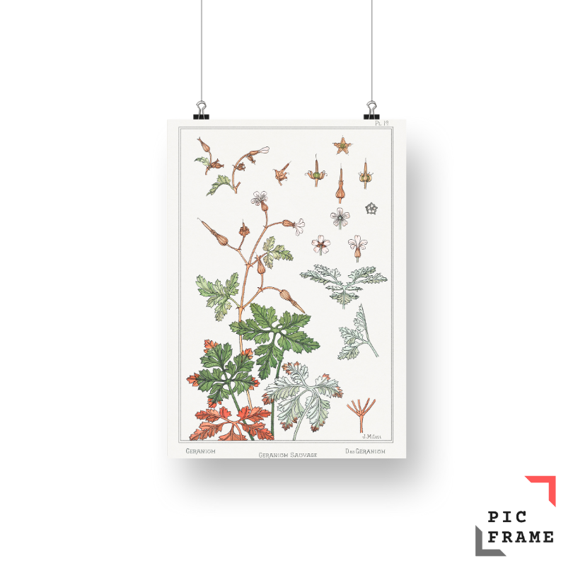 Geranium sauvage (geranium) from La Plante et ses Applications ornementales (1896) illustrated by Maurice Pillard Verneuil 2