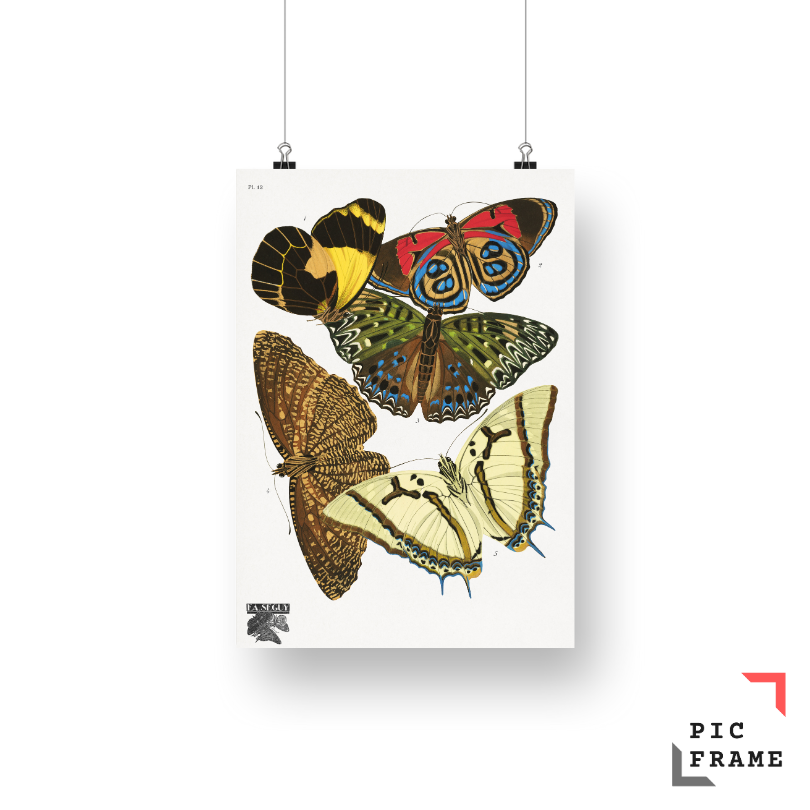 E.A. Séguy_s vintage butterflies (1925) 14