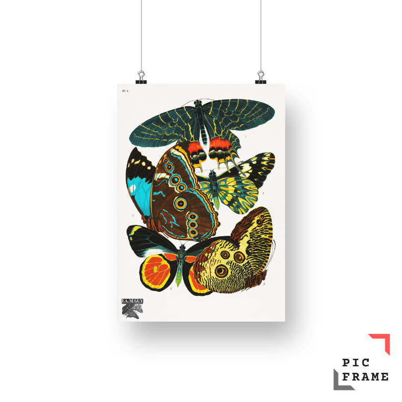 E.A. Séguy_s vintage butterflies (1925) 13