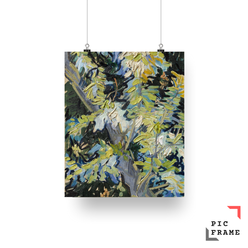 Blossoming Acacia Branches