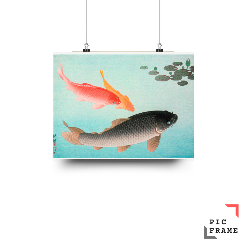 Common and Golden Carp