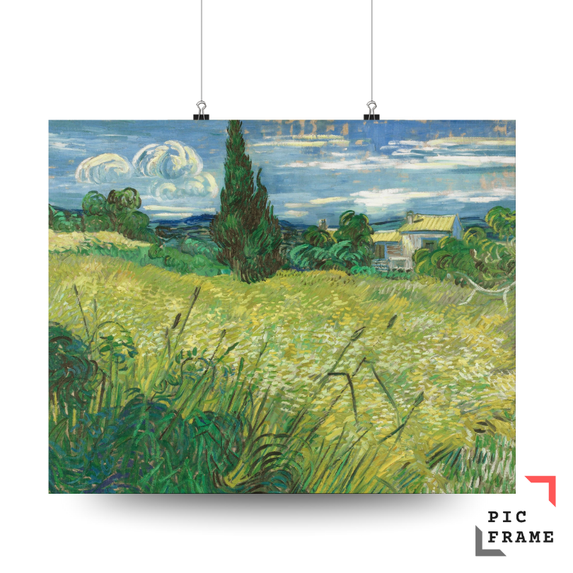 Green Wheat Field with Cypress