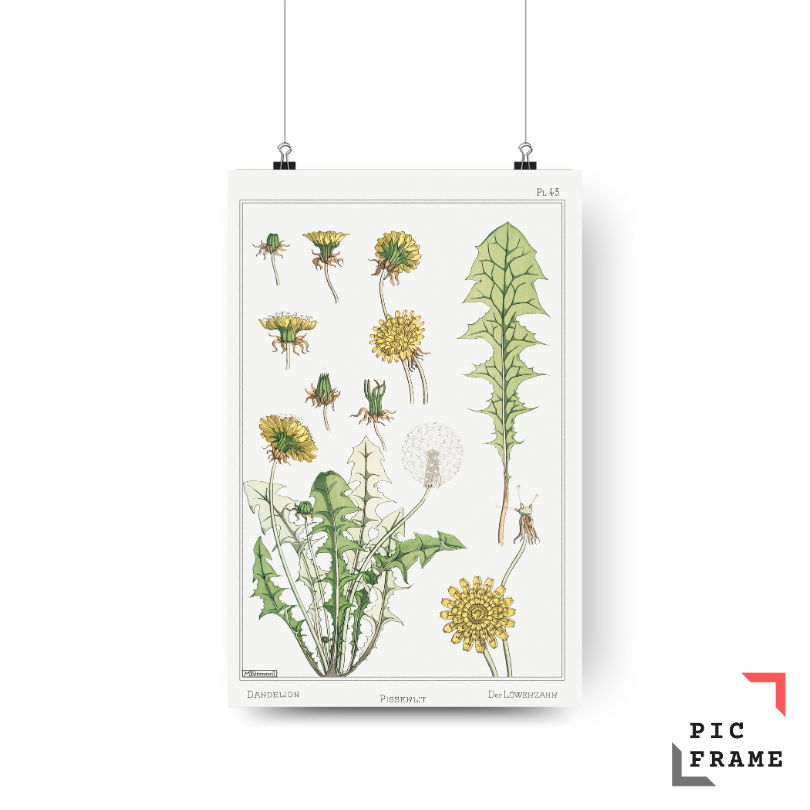 Pissenlit (dandelion) from La Plante et ses Applications ornementales (1896) illustrated by Maurice Pillard Verneuil 2