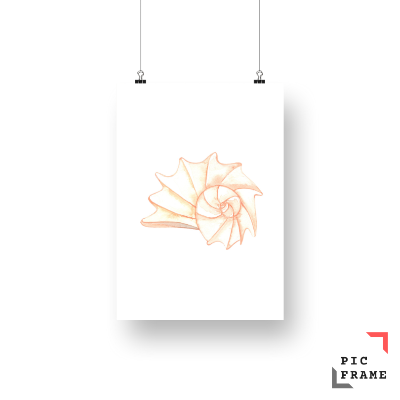 Shell in peach shade