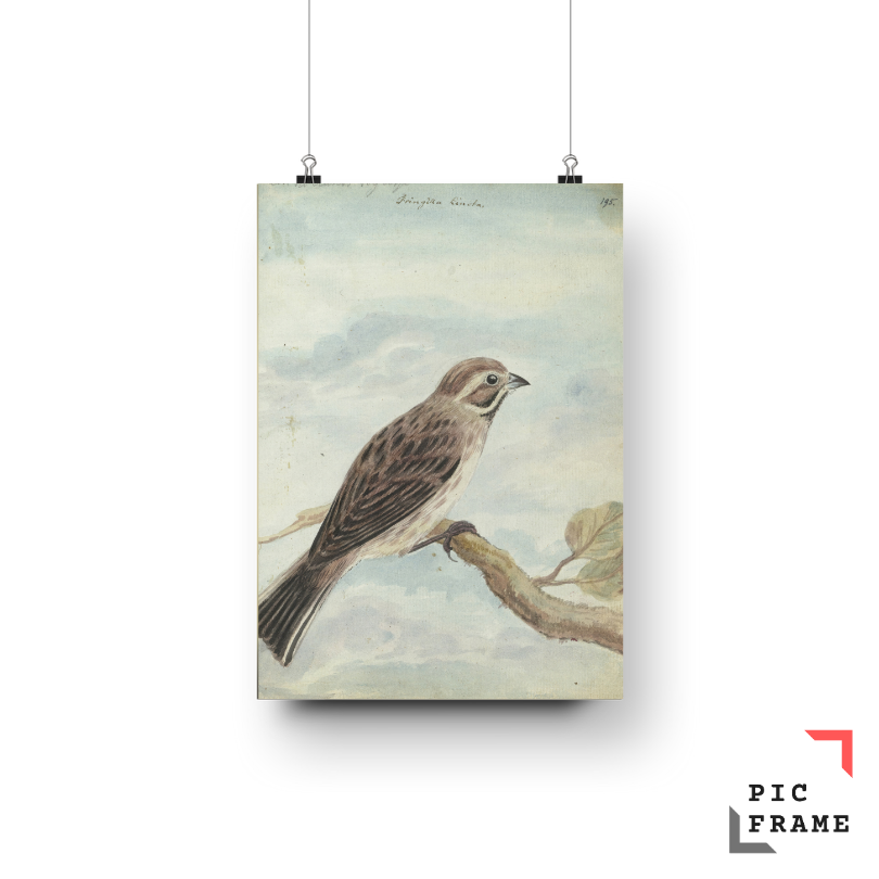 Skyborne Elegance Fringilla Ciris