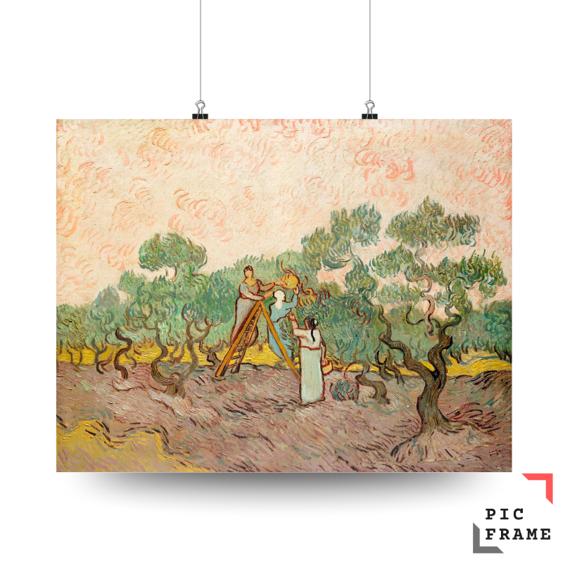 Women Picking Olives