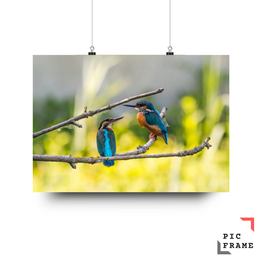 Birds 14