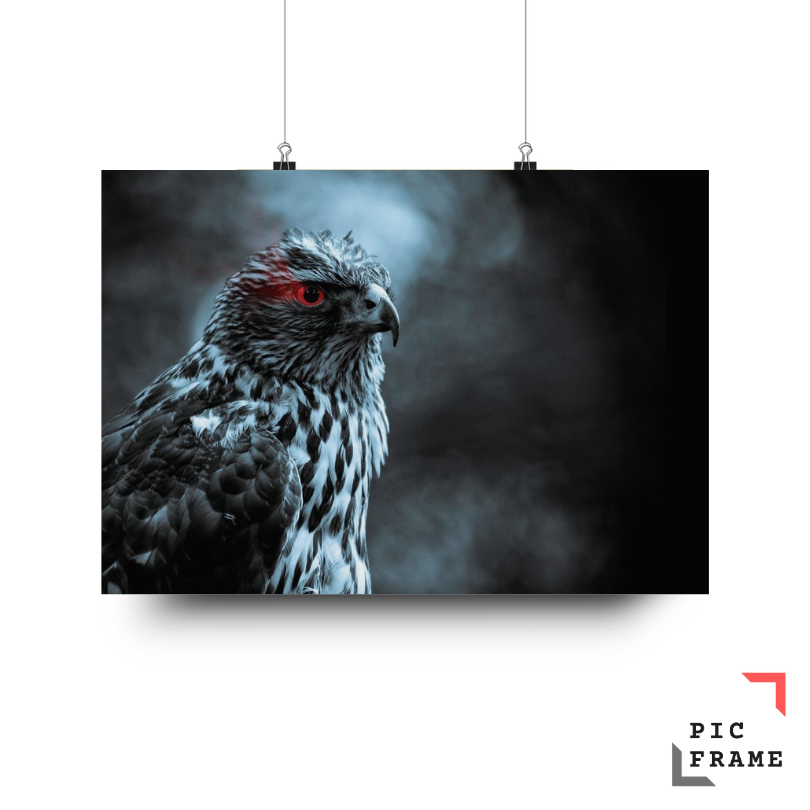 Birds 2