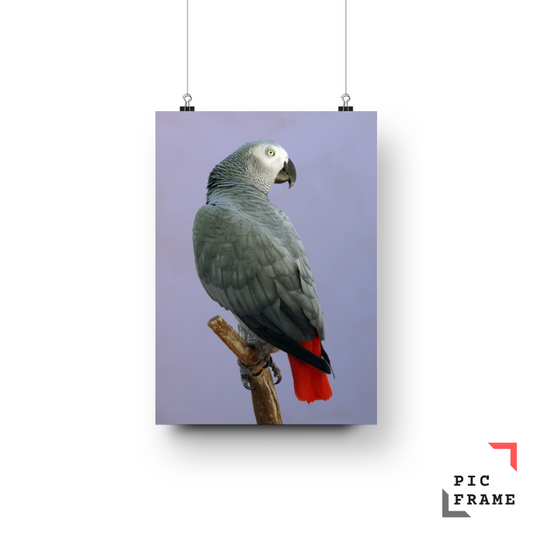 Birds 17