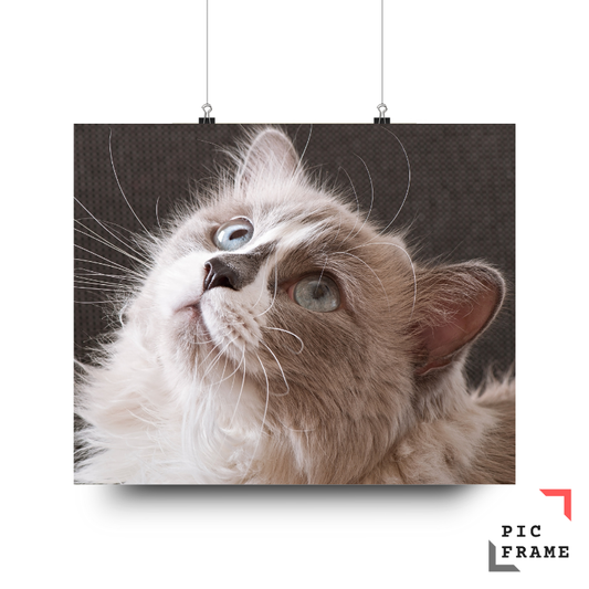 Cats103