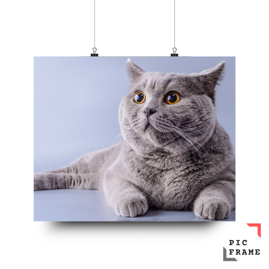 Cats105