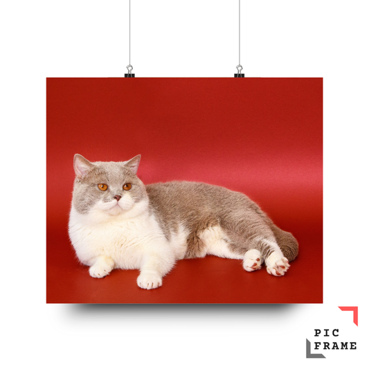 Cats107