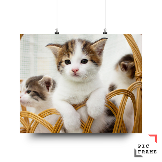 Cats111