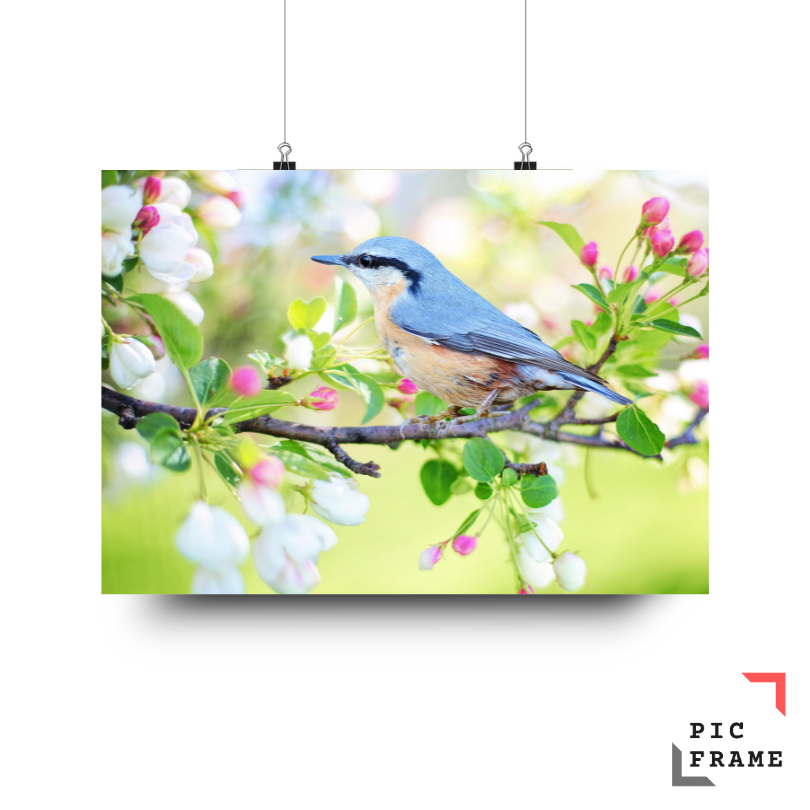 Birds 3
