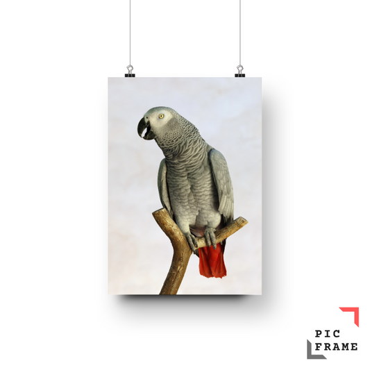 Birds 20