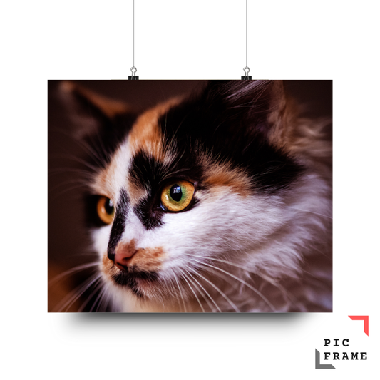 Cats114