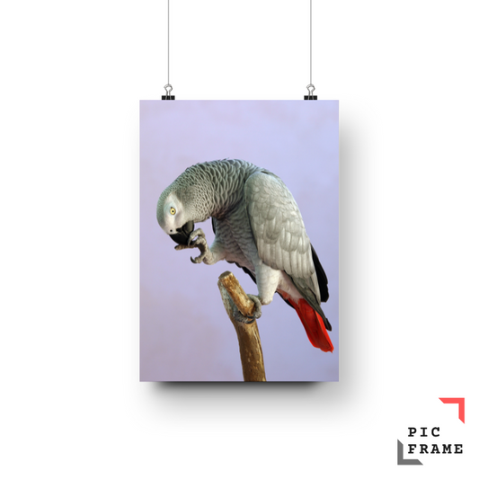 Birds 21