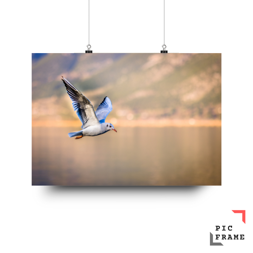 Birds 8