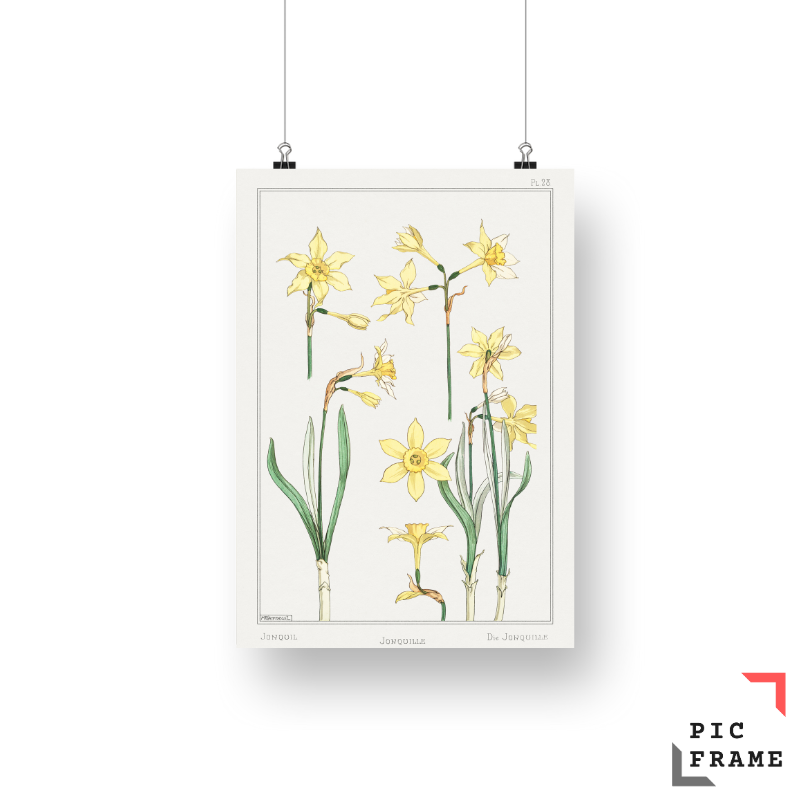 Jonquille or Jonquil from La Plante et ses Applications ornementales (1896) illustrated by Maurice Pillard Verneuil