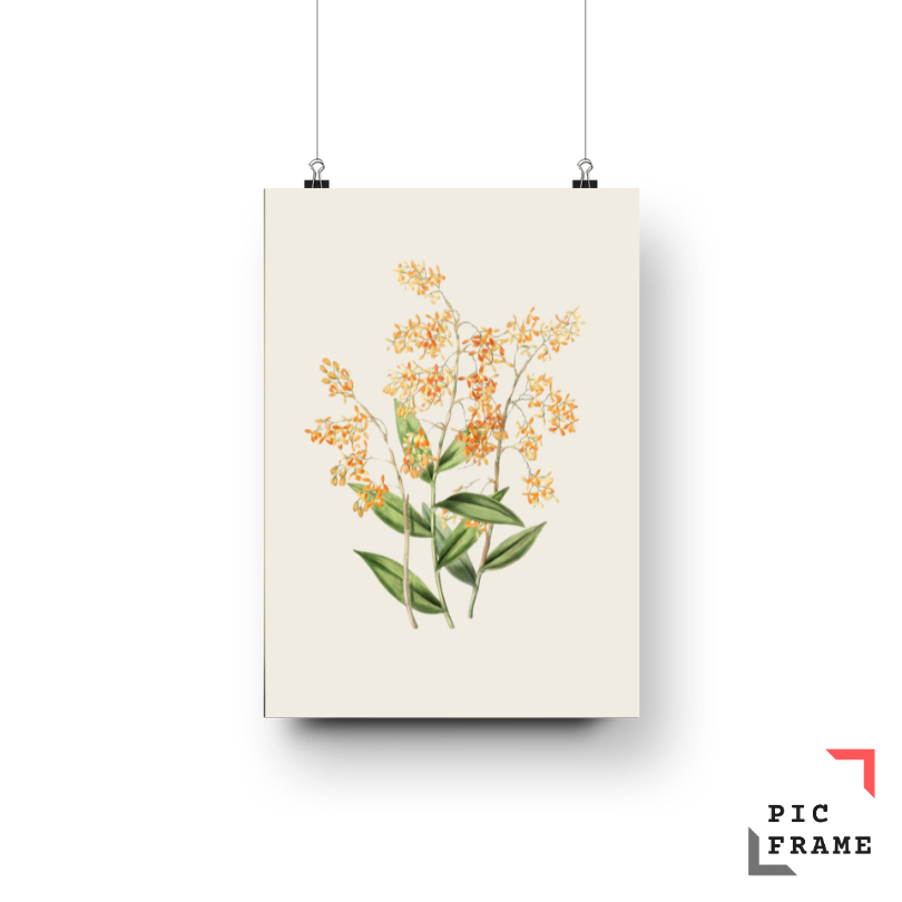 Bateman Orchid