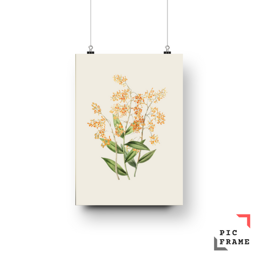 Bateman Orchid