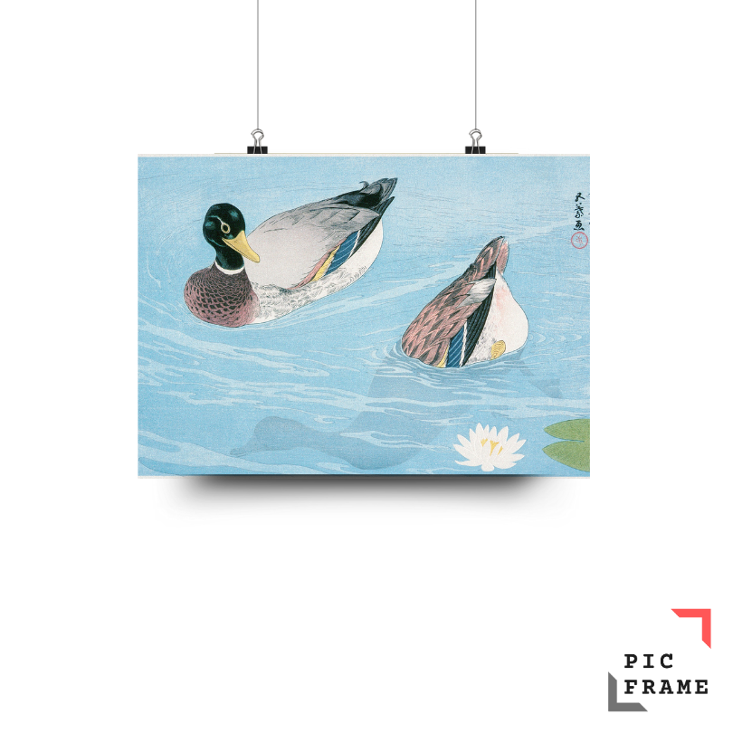 Ducks