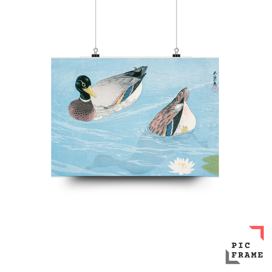 Ducks