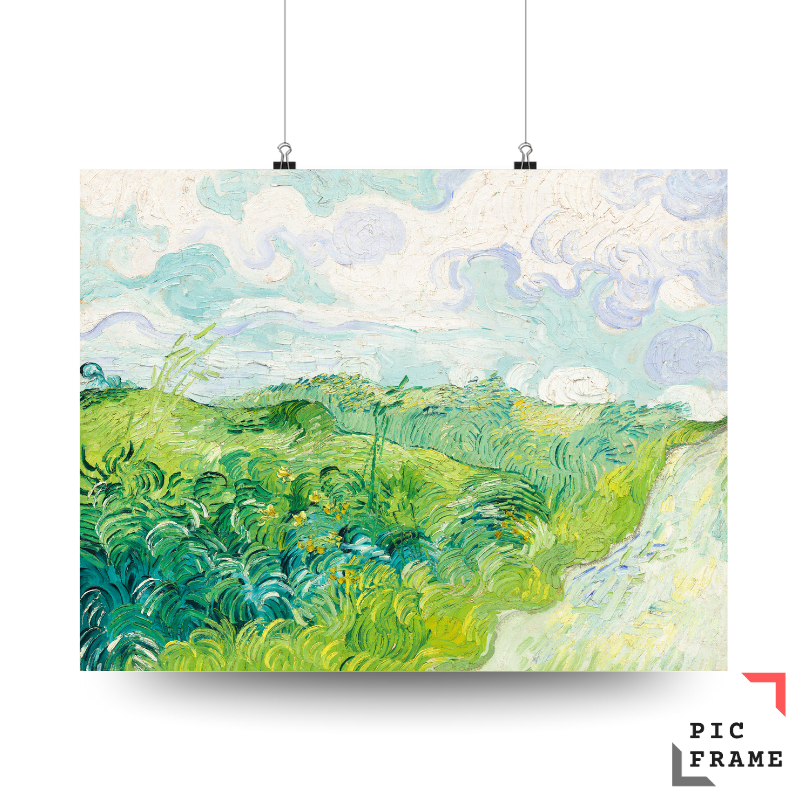 Green Wheat Field with Cypress