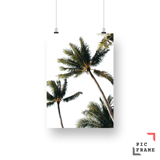 Majestic Palms