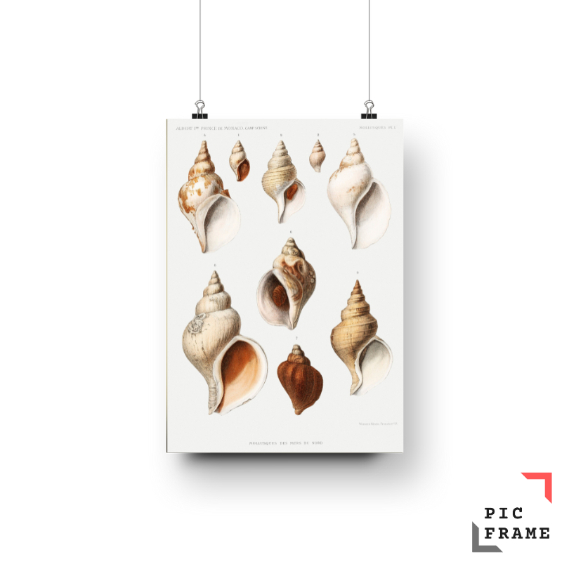 Mollusks of the North Sea