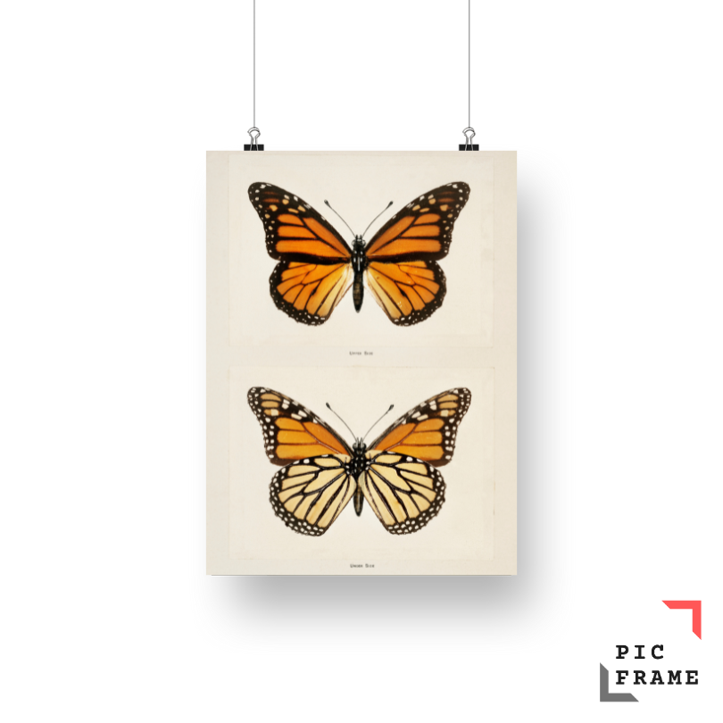 Monarch Butterfly