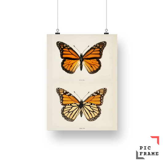 Monarch Butterfly