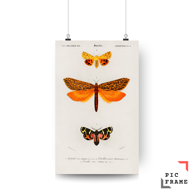Moths